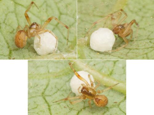 Anelosimus sp.